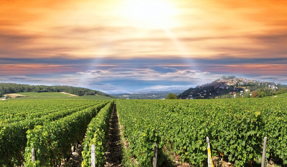 Agriculture {{localite_seo}}, viticulture