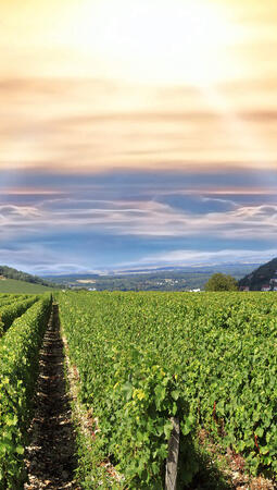 Spécialité agriculture et viticulture