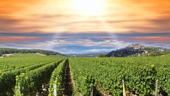 Agriculture à Beaune, viticulture